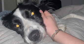 lou pet sitter à Juvignac 34990_5