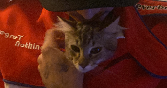 ninon pet sitter à TOULOUSE 31200_3