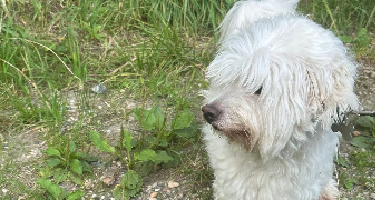 séverine pet sitter à COUTEVROULT 77580_7