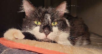 elisabeth pet sitter à Épinay sur Seine 93800_2