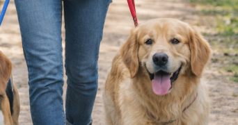 aurelie pet sitter à SERVAS 30340_6