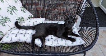 vinciane pet sitter à Armentières 59280_2