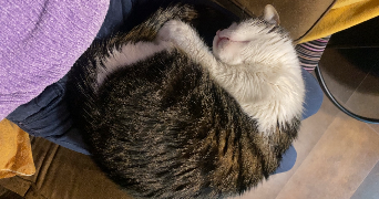 nelly pet sitter à ST PRIEST 69800_8