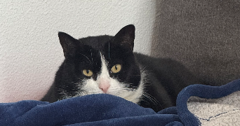 corentin pet sitter à VENDENHEIM 67550_3
