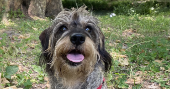 aurélie pet sitter à UZES 30700_4