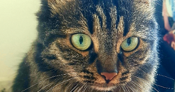 marie theresia pet sitter à STRASBOURG 67000_2