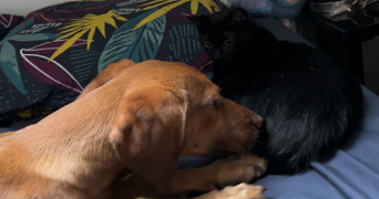 morgane pet sitter à Estaires 59940_7