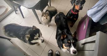 lana pet sitter à MORMANT 77720_10