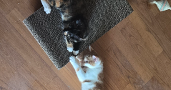 jeanne pet sitter à VILLE ST JACQUES 77130_3