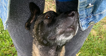 maëla pet sitter à BEGLES 33130_4