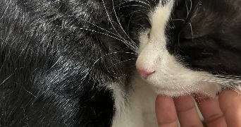 erika pet sitter à LEVALLOIS PERRET 92300_2