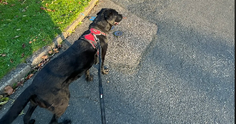 margaux pet sitter à MONT ST AIGNAN 76130_1