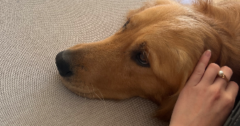 lou pet sitter à PARIS 09 75009_4