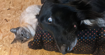 stella pet sitter à Bellevigny 85170_4