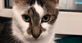 agathe pet sitter à PULNOY 54425_2