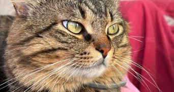 shereedan pet sitter à LE HAVRE 76600_1