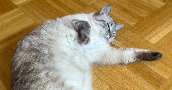 lee pet sitter à TASSIN LA DEMI LUNE 69160_4