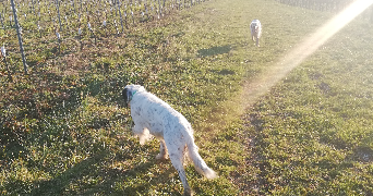 isabelle dog sitter à HAUX 33550_1