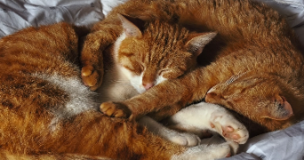 alice pet sitter à CHATEAU GONTIER SUR MAYENNE 53200_1