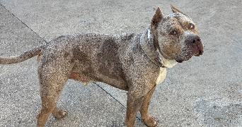 daniel pet sitter à EZY SUR EURE 27530_3