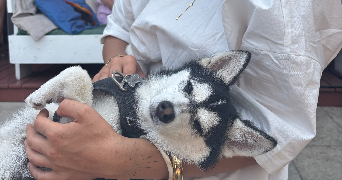 nolita pet sitter à NIORT 79000_2