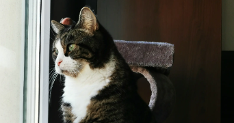 hanna pet sitter à ANNEMASSE 74100_2