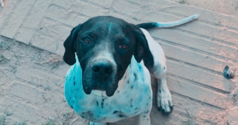 thea pet sitter à Pujo le plan 40190_3