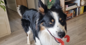 nora pet sitter à PARIS 14 75014_5
