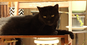 marine pet sitter à TRIEL SUR SEINE 78510_0