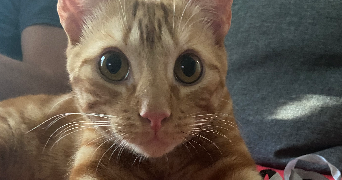 delphine pet sitter à ANGERS 49100_5