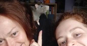 lila pet sitter à PLUMELEC 56420_2