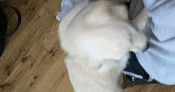 anastasia pet sitter à NEUILLY PLAISANCE 93360_3
