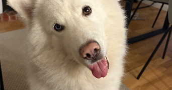 catalina pet sitter à TOULON 83200_1