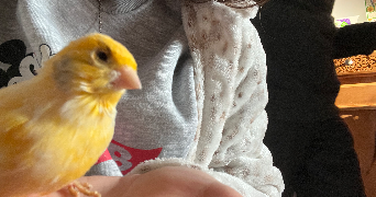 sarah pet sitter à VINCENNES 94300_2