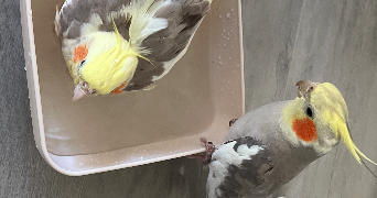 ines pet sitter à CHATEAUDUN 28200_3