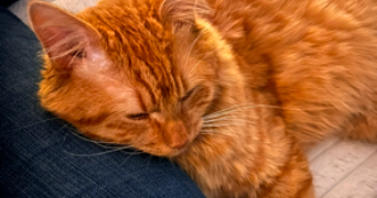 tessa pet sitter à MONTPELLIER 34090_2