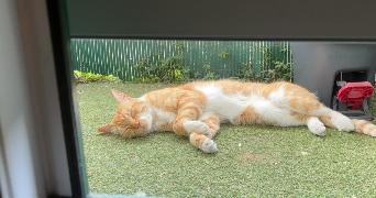 audrey pet sitter à LIMEIL BREVANNES 94450