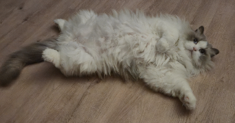 adelaïde pet sitter à Rambouillet 78120_8