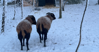 noémie pet sitter à Vieillevigne 44116_2