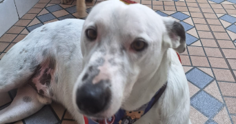 santos silva pet sitter à ANTIBES 06600_1