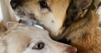 margaux pet sitter à PARIS 04 75004_3