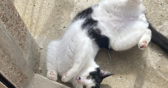 marion pet sitter à CHARLEVILLE MEZIERES 08000_2