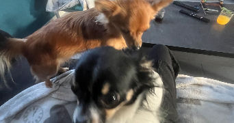 marie pet sitter à PREMESQUES 59840_9