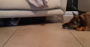 lola pet sitter à ST PRIEST 69800_3