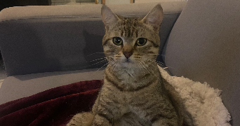 eva pet sitter à VOUTRE 53600_3