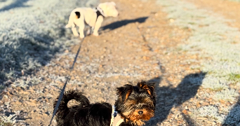 johana pet sitter à EPIEDS 27730_5