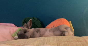 constance pet sitter à STRASBOURG 67000_3