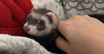 loanne pet sitter à ST JEAN DE VEDAS 34430_5