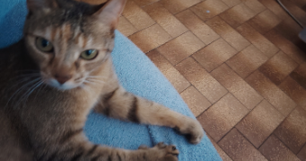 fabienne pet sitter à LA ROCHE SUR YON 85000_8