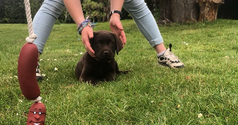 camille pet sitter à LE HAVRE 76600_4
